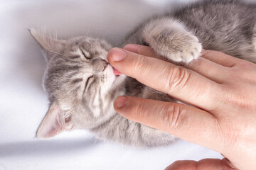 A small blind newborn kitten sleeps in the hands of a man on a white bed, top view. The kitten licks the man's finger