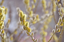 Fluffy catkins of the goat willow
