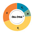 Phases of the cell cycle