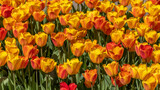 Fototapeta Tulipany - Close up shot of colorful Tulip flower bed in Holland, Michigan, selective focus