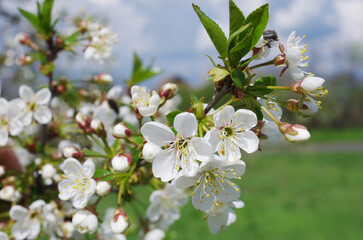 Wall Mural - Blooming cherry branch against the background of other branches and the blue sky.