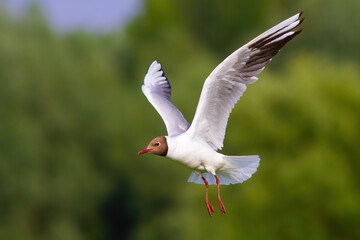 Wall Mural - Black-headed gull, chroicocephalus ridibundus, with open wings in summer nature. White bird hovering in the air in green wilderness. Aquatic feathered animal in flight.