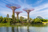Fototapeta Paryż - Singapore, Singapore - June 8, 2019: Supertree of Gardens by the Bay in singapore.