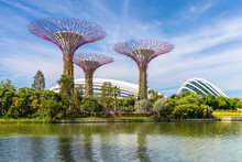 Singapore, Singapore - June 8, 2019: Supertree Of Gardens By The Bay In Singapore.