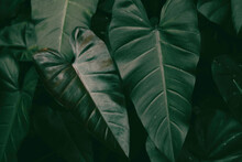 Deep Dark Green Tropical Plant Elephant Ear Leaves
