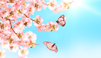 Fotomurales - Horizontal banner with Japanese Quince flowers and two Monarch butterfly on sunny backdrop