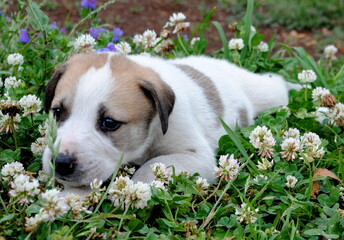 Canvas Print - puppy in the grass