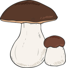 Mushroom Hand Drawn Contour Illustration