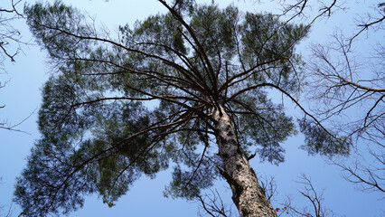 Canvas Print - 
A silhouette of a dense pine tree in the sky, a pleasant hike.a strong wind