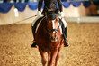 Horse dressage with rider photographed from the front, horse's head in the center in the plane of focus..