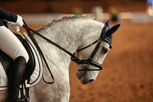 Dressage Horse White With Rider, Head Portraits Horse's Head From The Side With The Reins Pulled Hard..