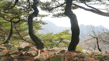 Wall Mural - Two pines and a mountain view in the evening.