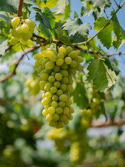 Wall Mural - Take a photo of green grapes in the garden.