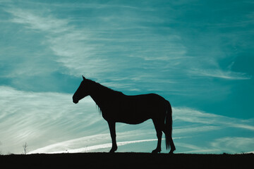 Wall Mural - horse silhouette in the meadow with a blue sky, animals in the wild