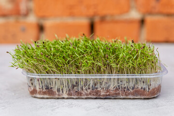 Seed packaging. Sprouting seeds of a plant. Growing sprouts. Microgreens in container. Sprouting microgreens. Seed germination at home. Vegan and healthy eating concept. Organic raw green food.