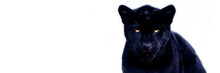 Template Of A Black Jaguar With A Black Background