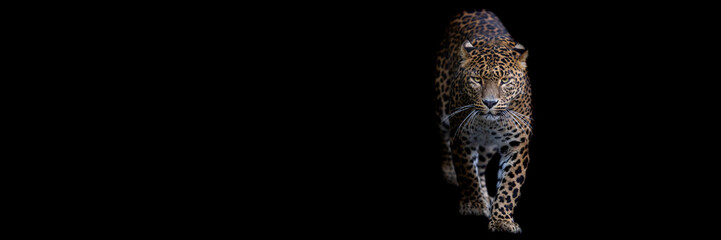 Wall Mural - template of a leopard with a black background