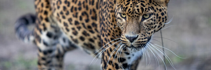 Wall Mural - template of a leopard in the forest