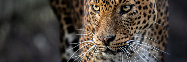 Wall Mural - template of a leopard in the forest