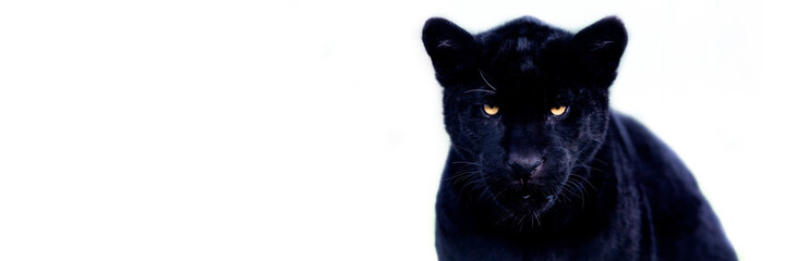 Wall Mural - Template of a black jaguar with a black background