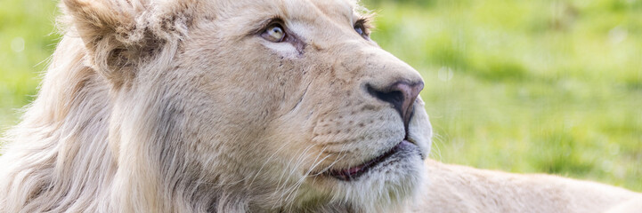 Wall Mural - template of a lion in the meadow