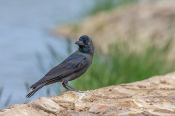 House crow, Corvus splendens in Sharm El-sheikh