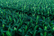 © lzf - Aerial view of green banana tress