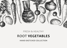 Fresh Root Vegetables Background. Root Plants Sketches Design. Garden Vegetable Vector Banner. Hand-sketched Beet, Radish, Daikon, Celery, Turnip Illustration. For Menu, Recipe, Packaging, Markets