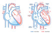 Human heart anatomy simple clean illustration explaining the blood flow. Best for educational materials, websites, flyers, and brochures. 