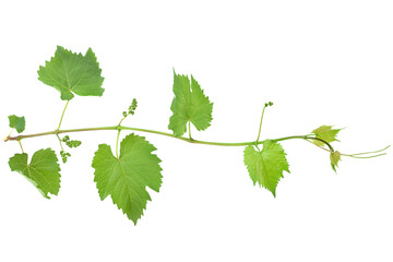 Wall Mural - Grape fresh leaf closeup