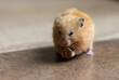 © Екатерина Бучинская - A cute and funny red Syrian hamster eats a walnut on a light background. Home favorite pet. High quality photo