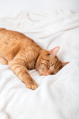 Wall Mural - Cute ginger cat sleeps on bed with white fluffy blanket