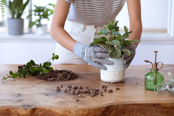 Wall Mural - Woman gardeners transplanting plant in ceramic pots on the design wooden table. Concept of home garden. Spring time. Stylish interior with a lot of plants. Taking care of home plants. Template.