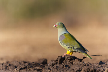 Wall Mural - African green pigeon (Treron calvus) coming to a waterhole for a drink in Mashatu Game Reserve in the Tuli Block in Botswana