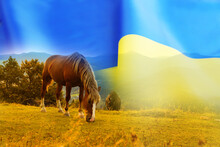 Double Exposure Of Ukrainian Flag And Horses Grazing In Meadow Surrounded By Mountains