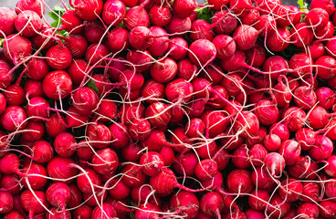 Many fresh radishes on weekly market. Background of many fresh radish roots.