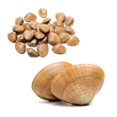 Poster - Stacked fresh raw clams on white background