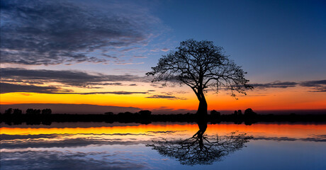Wall Mural - big african tree silhouette over sunset, single tree on the field, beautiful panoramic image of natu