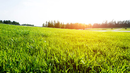 Landscape of  grass field and green trees