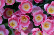 pink tulip flowers as backgroundpink tulip flowers as background