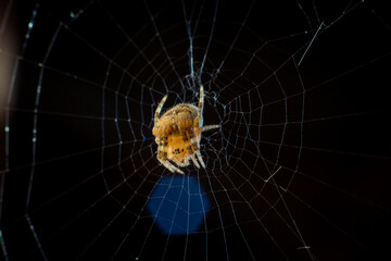 Little spider