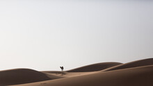 Camel In Sparse Desert