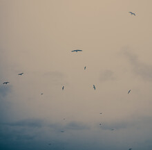 Flock Of Birds Flying Under White Clouds