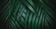 © Scopio - Green leaf plant in close up