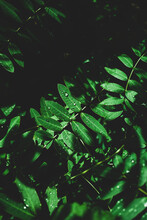 Green Leaves In Close Up