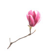 Leinwandbild Motiv Pink magnolia flowers isolated on white background