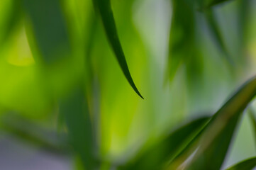  Defocused abstract background of green bamboo leaves, computer background