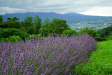 Fototapeta Góry - Hokkaido's famous lavender field
