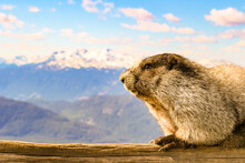 Marmot At Mount Rainier National Park Washington Standing On A Rock With Mountain Background.