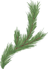 spruce branch hand drawn illustration